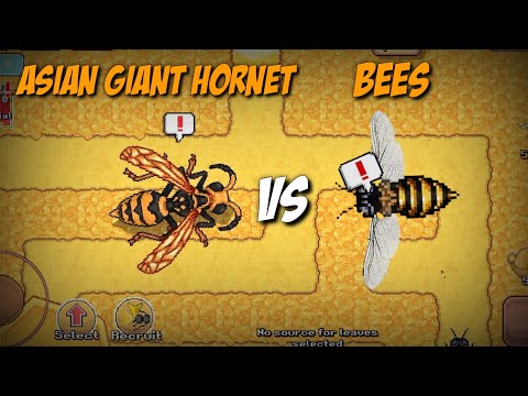ASIAN GIANT HORNET VS BEES | POCKET ANTS
