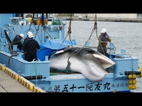Japan is hunting whales again