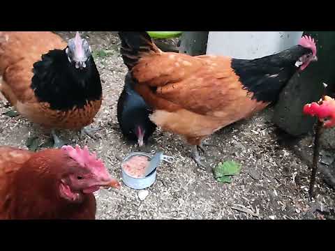 Januar #Hühner #Frühstück.