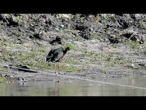 Cuervillo cara pelada zona bulevard Artigas y arroyo San Francisco #paysandu #uruguay #urbana #birds