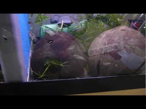 Apistogramma panduro