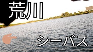 荒川　シーバス　戸田橋付近　メガバス X80sw　バス釣り