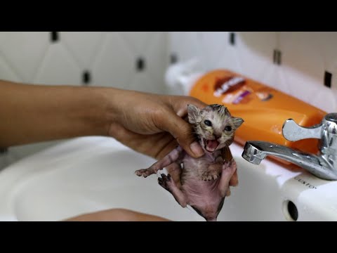 Newborn kitten crying so loudly and angry when bathing - Newborn kittens don't want to bath