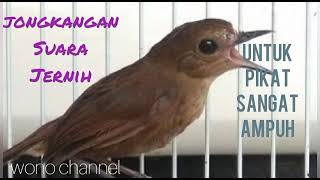 Download lagu suara jongkangan/cingcao coklat untuk pikat suara nyuling jernih mp3 Download lagu suara jongkangan/cingcao coklat untuk pikat suara nyuling jernih mp3