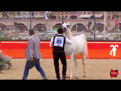 N.88 BADAWIEH AA - Menton 2018 - 7 Years Old and Older Mares (Class 5)