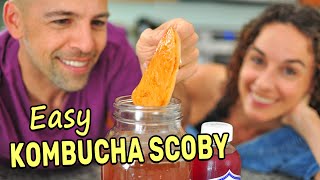 Making a Kombucha Scoby from Scratch (SPOILER: It