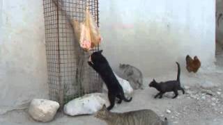 preview picture of video 'بازی گربه ها در روستای وفس  Cats Play in village Vafs'