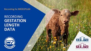 Recording Gestation Length Data