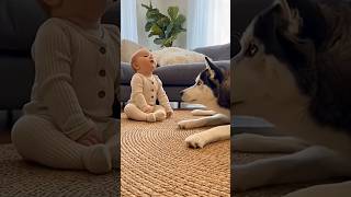 Download lagu Baby Tries to Howl Like a Husky… And the Husky Answers 😍🐶👶 mp3