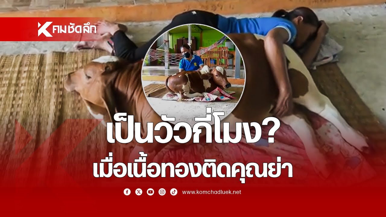 เป็นวัวกี่โมง? เมื่อเนื้อทองติดคุณย่า