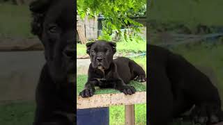 Black Cane Corso Puppy Available Top Quality 📍 #canecorso #dog #dogs #new