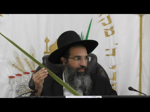 ארבעת המינים 🍋 כשרות ומחיר | הרב שי עובד | ראשון - שבת סוכות - תשפה
