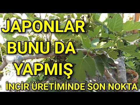 İncir Dalını Yana Yatırın, Armut Gibi İncir Toplayın