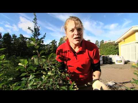 Trädgårdsdrömmar Plantera Häck.mov