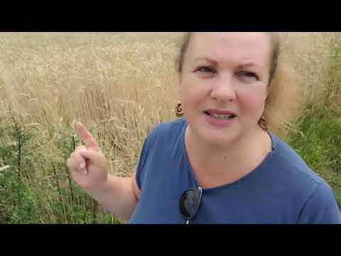 PŠENICA NAS HRANI A KUKOLJ NAS TRUJE.  JESTE LI VI PŠENICA ILI KUKOLJ?