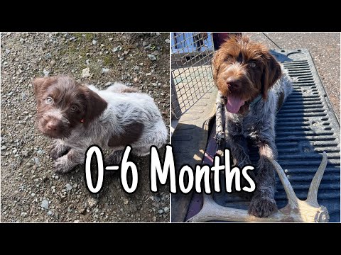 Wirehaired Pointing Griffon | First 6 Months