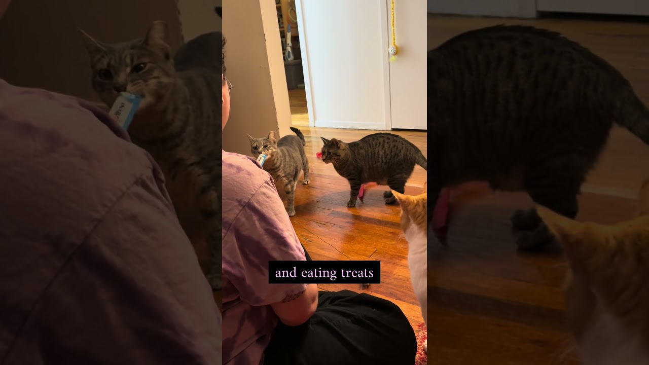 Posh, a ADOPTABLE Domestic Short Hair in Ridgewood, NY video 6/6