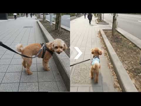 YouTube サムネイル