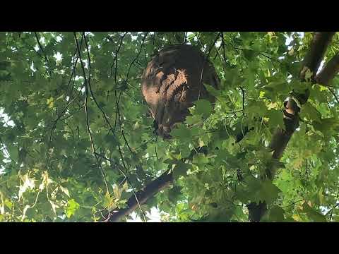 Hornets Invade Nursery School in Middletown, NJ