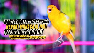 Download lagu 303 Masteran Suara Burung Kenari Gacor Panjang cui... mp3