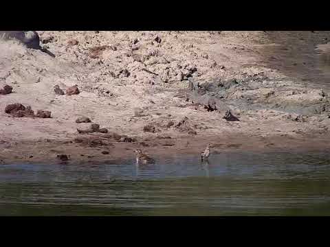 Djuma: Water Thick-knees having a bath - 15:29 - 10/23/20