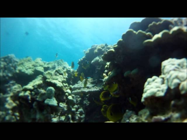 Puako Reef Dive Hawaii