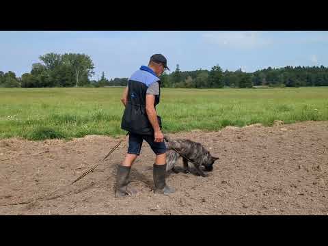 Hasenhirsch Pelle (11 Monate) ist Fährtenprofi