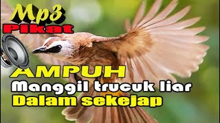 Download lagu Suara pikat Burung Trucukan Paling Ampuh Untuk Pikat mp3 sekali di nyalakan datang sekebon. mp3