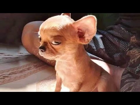 Quand les chiens se déchaînent !! vidéos de chiens les plus drôles 2023