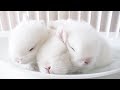 A Baby Bunny Breakfast