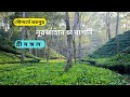 নূরজাহান চা বাগান শ্রীমঙ্গল। tea garden sreemangal sylhet। white bro