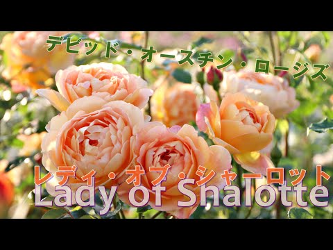 イングリッシュローズ「オセロ」 植物