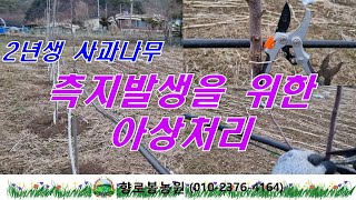 2년생 사과나무 측지발생을 위한 아상처리작업