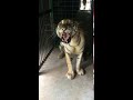 Tiger Roar L Roar Of Tiger L Tiger L Roar L Growl