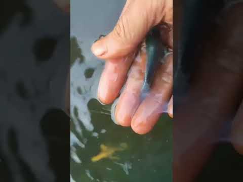 養鬥魚好處