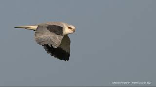 La baie sauvage - Deuxième édition modifiée et augmentée