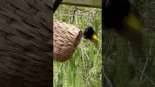 Download lagu Black Siskin Breeding | Aviary Birds mp3 Download lagu Black Siskin Breeding | Aviary Birds mp3