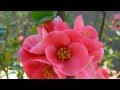 Андрей Весенин - А ты как весна 