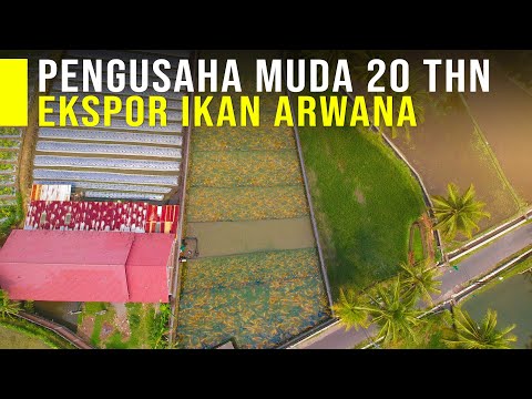 Usia 20 Tahun Sukses Budidaya Ikan Arwana Untuk Kebutuhan Ekspor