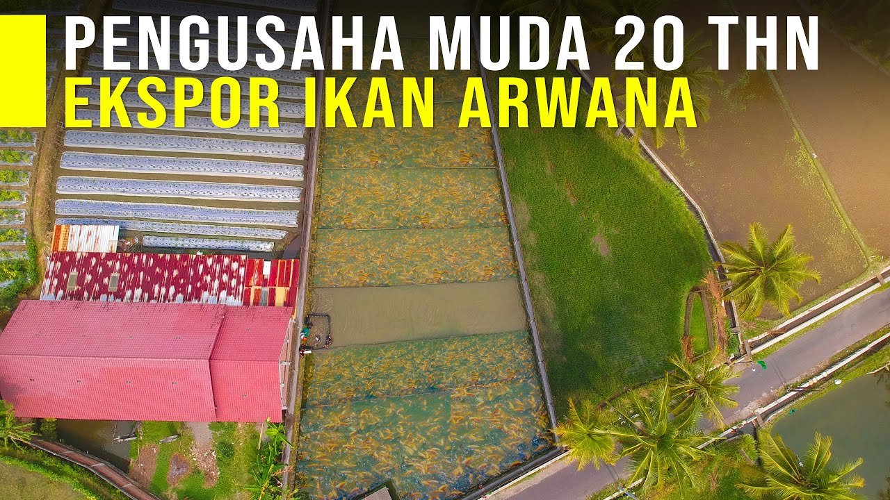 Usia 20 Tahun Sukses Budidaya Ikan Arwana Untuk Kebutuhan Ekspor