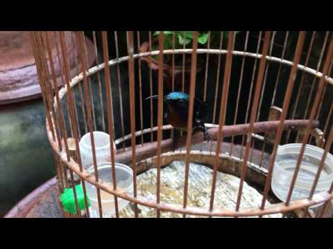 Nektárovka medenohrdlá (Leptocoma calcostetha) — správanie, biotop a hlas