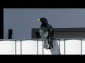 Alpine Chough - Pyrrhocorax graculus - Alpenkauw / Schruns - Vorarlberg - Austria / 30-3-2019