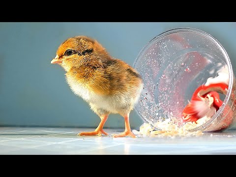 SONO NATO IN UN BICCHIERE!