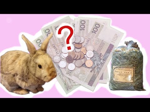 , title : 'OPIEKA NAD KRÓLIKIEM - wyprawka dla królika i jej koszty'