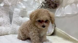 ハーフ犬の動画01