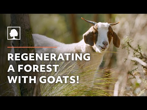 Ingenious! Preventing Forest Fires with the Help of Goats