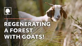 How Goats are Regenerating a Forest and Protecting this Town from Bushfire