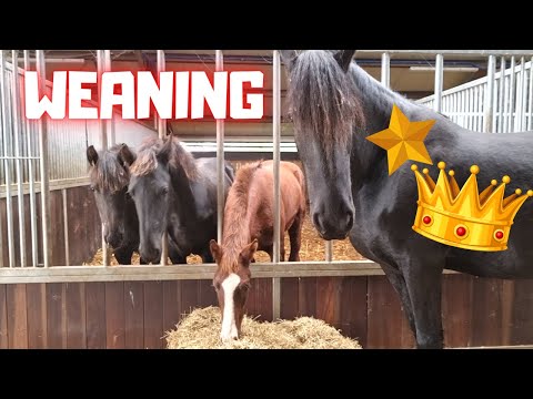 Weaning Rising Star⭐ The last time together with Queen👑Uniek | Friesian Horses