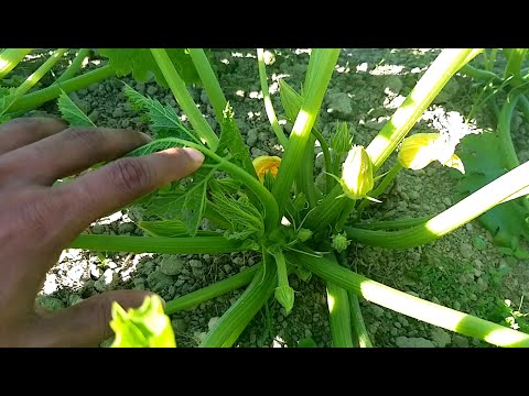 স্কোয়াশ চাষে কৃষকের করণীয় বিষয়গুলো, যা না করলে ফলন কমে যায়