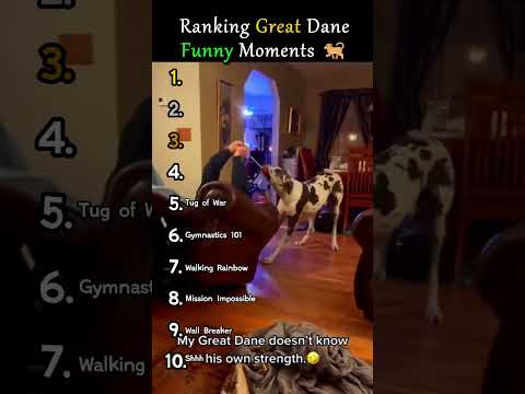Ranking Great Dane Funny Moments